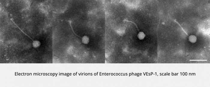 A new bacteriophage species described by researchers of the Institute of Experimental Medicine 