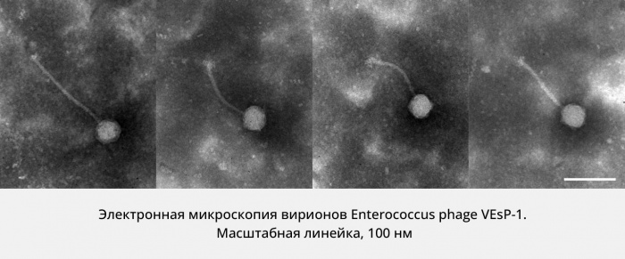 Сотрудники Института экспериментальной медицины описали новый род бактериофагов