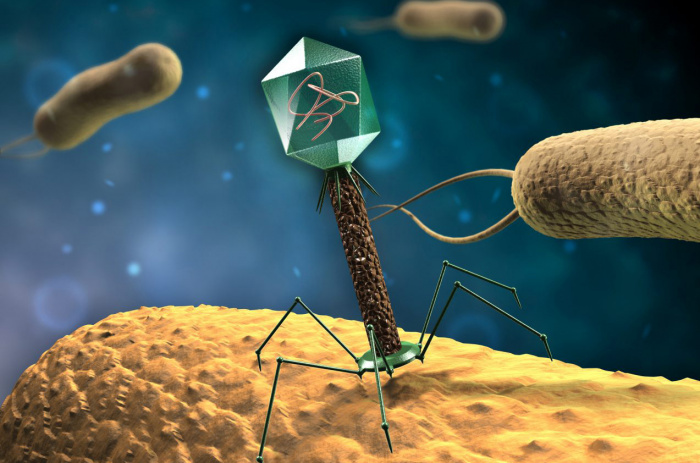 Новые вирусы бактериофаги помогут в борьбе с внутрибольничными инфекциями